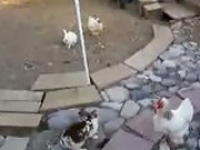 2 Chickens Break Up Rabbit Fight