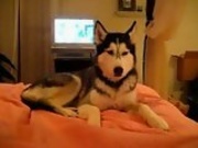 Husky Dog Talking