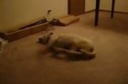 Sleep Walking Dog Runs Into Wall