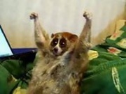 Slow Loris Loves Getting Tickled