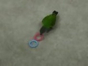 Crazy Parrot