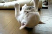 Funny French Bulldog Puppy Cant Get Up