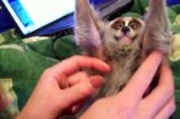 Slow Loris Loves Getting Tickled