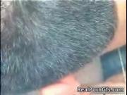 Horny honey getting unshaved snatch sucked by RealPornG