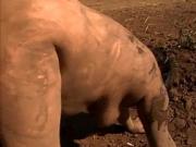 Brunette BBW rolls around in the mud before outdoor fuck