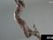 Anka nudist showing talent