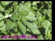 Heavy Nettles self Torture Nipples - Stinging Nettles